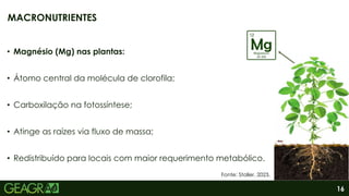 16
• Magnésio (Mg) nas plantas:
• Átomo central da molécula de clorofila;
• Carboxilação na fotossíntese;
• Atinge as raízes via fluxo de massa;
• Redistribuído para locais com maior requerimento metabólico.
MACRONUTRIENTES
Fonte: Stoller, 2023.
 