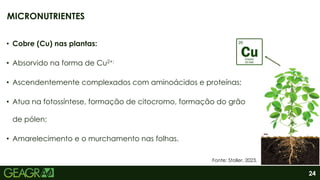 24
• Cobre (Cu) nas plantas:
• Absorvido na forma de Cu2+;
• Ascendentemente complexados com aminoácidos e proteínas;
• Atua na fotossíntese, formação de citocromo, formação do grão
de pólen;
• Amarelecimento e o murchamento nas folhas.
MICRONUTRIENTES
Fonte: Stoller, 2023.
 