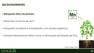 28
• Manganês (Mn) nas plantas:
• Absorvido na forma de Mn2+;
• Transporte via xilema e complexado com ácidos orgânicos;
• Clorose internerval em folhas novas e diminuição de fixação de CO2.
MICRONUTRIENTES
Fonte: Stoller, 2023.
 