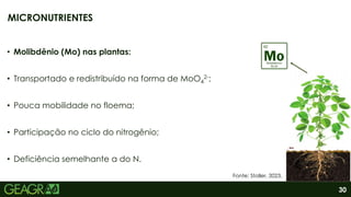 30
• Molibdênio (Mo) nas plantas:
• Transportado e redistribuído na forma de MoO4
2-;
• Pouca mobilidade no floema;
• Participação no ciclo do nitrogênio;
• Deficiência semelhante a do N.
MICRONUTRIENTES
Fonte: Stoller, 2023.
 