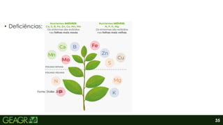 35
• Deficiências:
Fonte: Stoller, 2023.
 