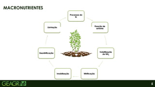 5
MACRONUTRIENTES
Processos do
N:
Fixação de
amônio
Volatilização
de NH3
Nitrificação
Imobilização
Desnitrificação
Lixiviação
 