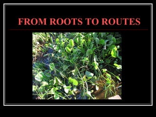 FROM ROOTS TO ROUTES 