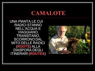 CAMALOTE UNA PIANTA LE CUI RADICI STANNO NELL’ACQUA E VIAGGIANO, TRANSITANO, SCORRONO DAL MITO DELLE RADICI ( ROOTS ) ALLA DIASPORA DEGLI ITINERARI ( ROUTES ) 