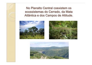 No Planalto Central coexistem os
ecossistemas do Cerrado, da Mata
Atlântica e dos Campos de Altitude.
 