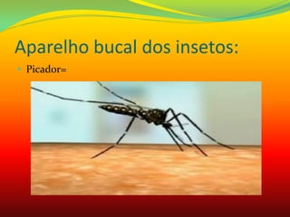 Aparelho bucal dos insetos:
• Picador=
 
