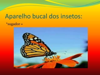 Aparelho bucal dos insetos:
*sugador =
 