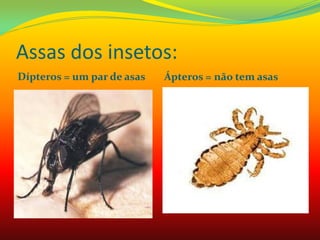 Assas dos insetos:
Dípteros = um par de asas Ápteros = não tem asas
 