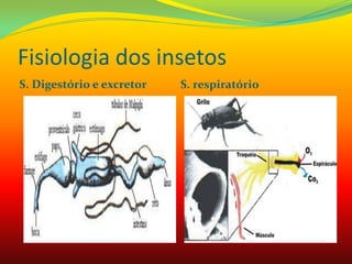 Fisiologia dos insetos
S. Digestório e excretor S. respiratório
 