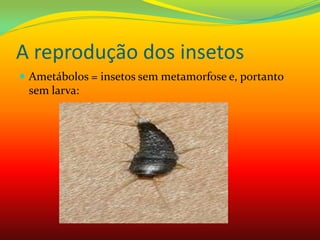 A reprodução dos insetos
 Ametábolos = insetos sem metamorfose e, portanto
sem larva:
 