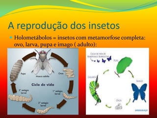 A reprodução dos insetos
 Holometábolos = insetos com metamorfose completa:
ovo, larva, pupa e imago ( adulto):
 