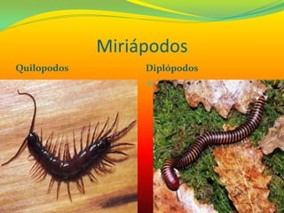Miriápodos
Quilopodos Diplópodos
 .
 