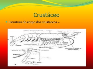 Crustáceo
 Estrutura do corpo dos crustáceos =
 