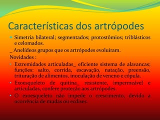 Características dos artrópodes
 Simetria bilateral; segmentados; protostômios; triblásticos
e celomados.
_ Anelídeos grupos que os artrópodes evoluíram.
Novidades :
• Extremidades articuladas_ eficiente sistema de alavancas;
funções: salto, corrida, escavação, natação, preensão,
trituração de alimentos, inoculação de veneno e cópula.
• Exoesqueleto de quitina_ resistente, impermeável e
articuladas, confere proteção aos artrópodes.
• O exoesqueleto não impede o crescimento, devido a
ocorrência de mudas ou ecdises.
 