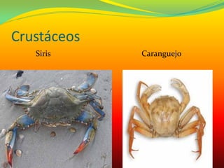 Crustáceos
Siris Caranguejo
 
