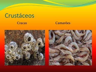 Crustáceos
Cracas Camarões
 