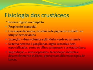 Fisiologia dos crustáceos
* Sistema digestivo completo
• Respiração branquial
• Circulação lacunosa, existência de pigmento azulado no
sangue hemocianina
• Excreção = duas volumosa glândulas verde ou antenais;
• Sistema nervoso é ganglionar, órgão sensorias bem
especializados, como os olhos compostos e os estatocistos;
• Reprodução = sexos separados, fecundação indireta e
desenvolvimento indireto, apresentam diferentes tipos de
larvas.
 