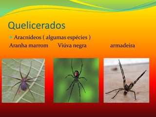 Quelicerados
 Aracnídeos ( algumas espécies )
Aranha marrom Viúva negra armadeira
 