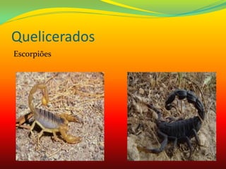 Quelicerados
Escorpiões
 