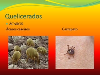 Quelicerados
 ÁCAROS
Ácaros caseiros Carrapato
 