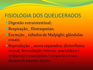 FISIOLOGIA DOS QUELICERADOS
 Digestão extraintestinal;
 Respiração_ filotraqueias;
 Excreção _ túbulos de Malpighi; glândulas
coxais;
 Reprodução _ sexos separados; dimorfismo
sexual; fecundação interna; aracnídeos (
ovíparos) e escorpiões (vivíparos) e seu
desenvolvimento direto.
 
