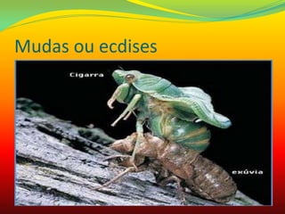 Mudas ou ecdises
 