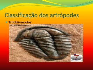 Classificação dos artrópodes
 Trilobitomorfos
 