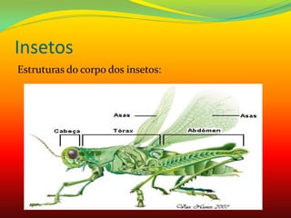 Insetos
Estruturas do corpo dos insetos:
 