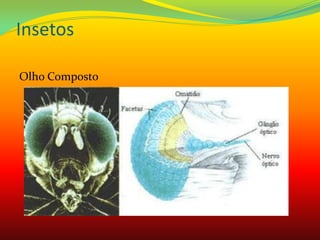 Insetos
Olho Composto
 