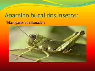 Aparelho bucal dos insetos:
*Mastigador ou triturador:
 