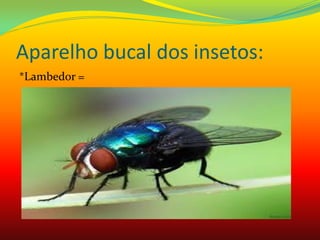 Aparelho bucal dos insetos:
*Lambedor =
 
