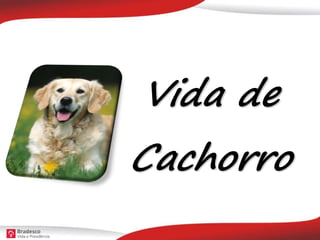 Vida de
Cachorro
 