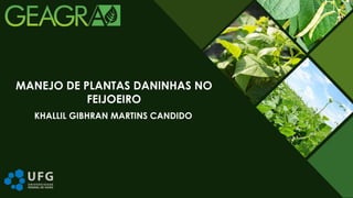 KHALLIL GIBHRAN MARTINS CANDIDO
MANEJO DE PLANTAS DANINHAS NO
FEIJOEIRO
 