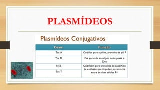 PLASMÍDEOS
 