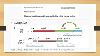 • PARTIÇÃO
Fig.1 A. Partição de plasmídeos F e pB171 utilizados em estudos de incompatibilidade.
 