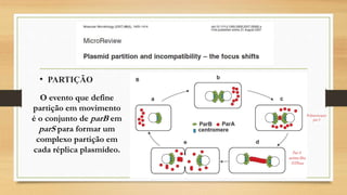 • PARTIÇÃO
O evento que define
partição em movimento
é o conjunto de parB em
parS para formar um
complexo partição em
cada réplica plasmídeo.
Polimerização
parA
ParA
actina-like
ATPase
 