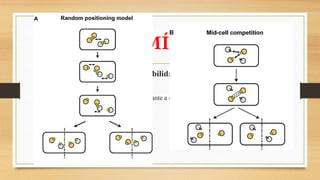 PLASMÍDEOS
Modelos de partição e incompatibilidade:
• Problemas no pareamento misto;
• Distribuição aleatória de plasmídeos durante a divisão celular/ Posicionamento
perturbado;
 