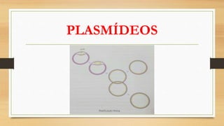 PLASMÍDEOS
 