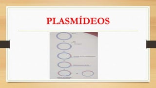 PLASMÍDEOS
 