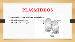 PLASMÍDEOS
Classificação – Propriedade de transferência
1. Plasmídeos conjugativos
2. Plasmídeos não- conjugativos
 
