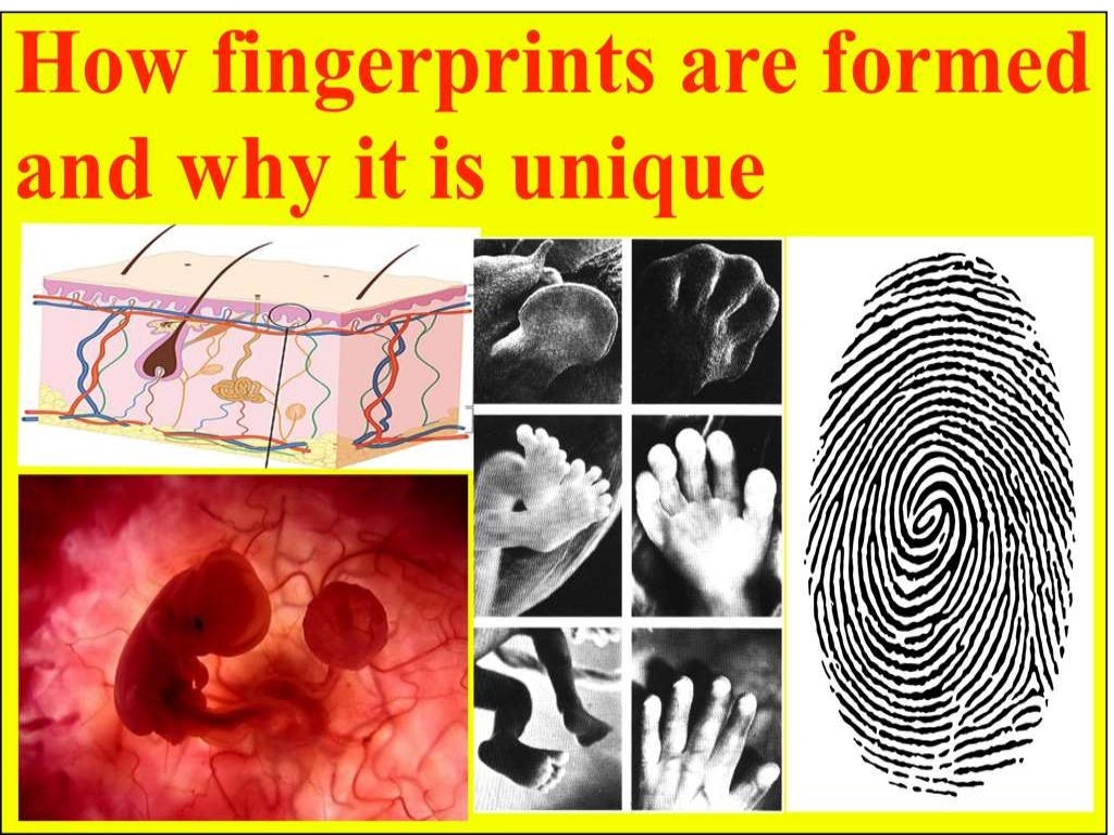 Why do we have fingerprint and why it is unique