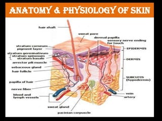 ANATOMY & PHYSIOLOGY OF SKIN
 