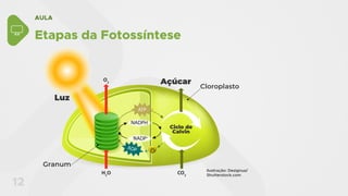AULA
12
Etapas da Fotossíntese
Luz
Açúcar
Cloroplasto
Granum
Ciclo de
Calvin
Ilustração: Designua/
Shutterstock.com
 