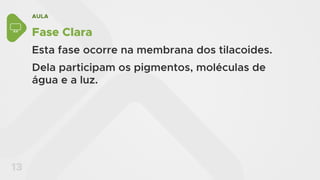 AULA
13
Fase Clara
Esta fase ocorre na membrana dos tilacoides.
Dela participam os pigmentos, moléculas de
água e a luz.
 