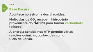 AULA
16
Fase Escura
Acontece no estroma dos tilacoides.
Moléculas de CO2
recebem hidrogênio
proveniente do NADPH para formar carboidrato
(glicose).
A energia contida nos ATP permite várias
reações químicas, conhecidas como
Ciclo de Calvin.
 