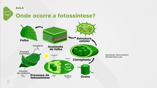 AULA
8
Onde ocorre a fotossíntese?
Oxigênio
Açúcar
Dióxido de
Carbono
Água
Ciclo de
Calvin
Oxigênio
Energia
luminosa
Dióxido
de carbono
Folha
Anatomia
da folha
Processo de
fotossíntese
Estrutura
celular
Cloroplasto
Grana
Ilustração: Macrovector/
Shutterstock.com
 