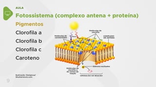 AULA
9
Fotossistema (complexo antena + proteína)
Pigmentos
Clorofila a
Clorofila b
Clorofila c
Caroteno
Elétrons excitados
OPERAÇÃO DE REAÇÃO
COMPLEXO
DE ANTENA
Moléculas de
clorofila
Moléculas de
carotenóides
Moléculas de
clorofila a
do centro de
reação
Fótons
e
Ilustração: Designua/
Shutterstock.com
 