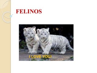 FELINOS
I LOVE YOU!
 