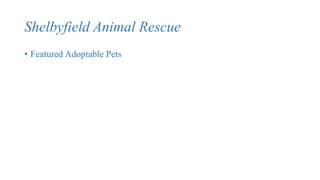 Shelbyfield Animal Rescue
• Featured Adoptable Pets
 