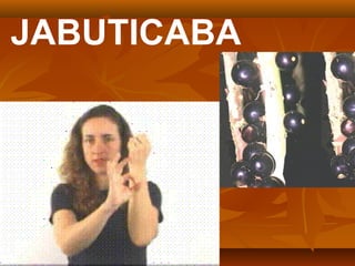JABUTICABA
 